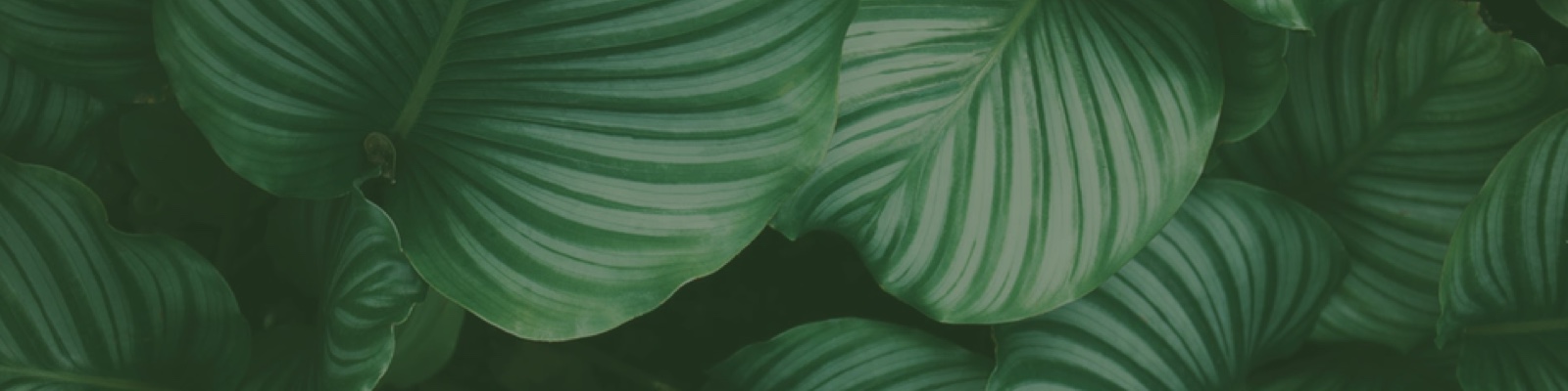 leafy background image