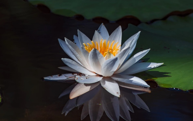 A lotus flower growing in a pond
